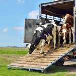 AGAN001PO – Bienestar animal en el transporte de animales vivos